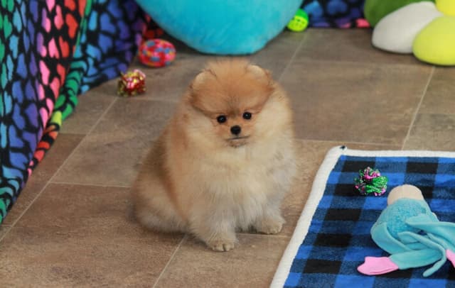 Char's Pomeranians - Female, spayed. Ready to Go!! media 4