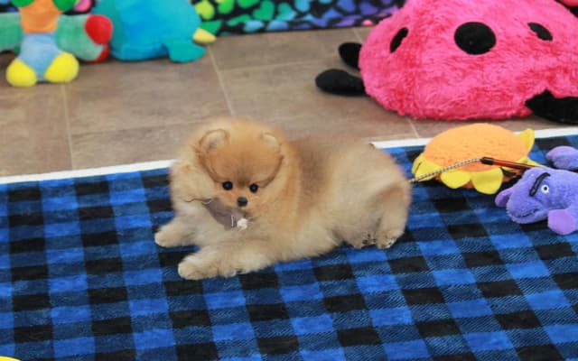 Char's Pomeranians - Female, spayed. Ready to Go!! media 5
