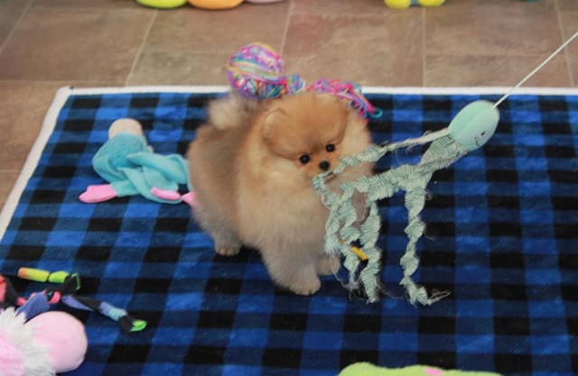 Char's Pomeranians - Female, spayed. Ready to Go!! media 6