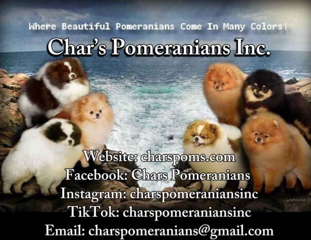 Char's Pomeranians - male, neutered.  Ready to go. media 2