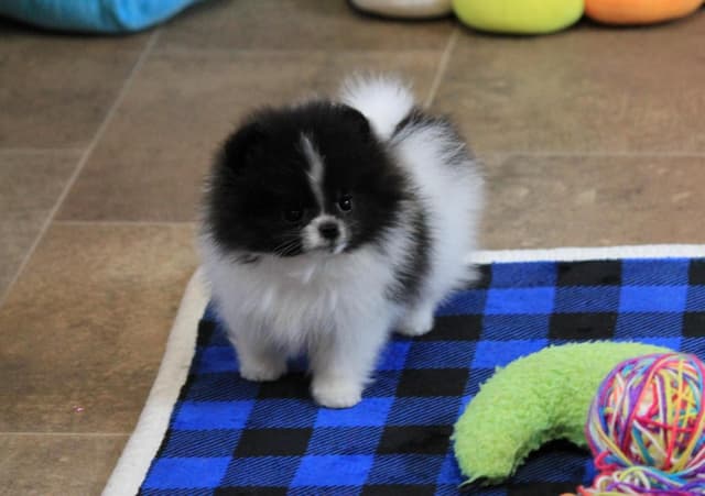 Char's Pomeranians - male, neutered.  Ready to go. media 3