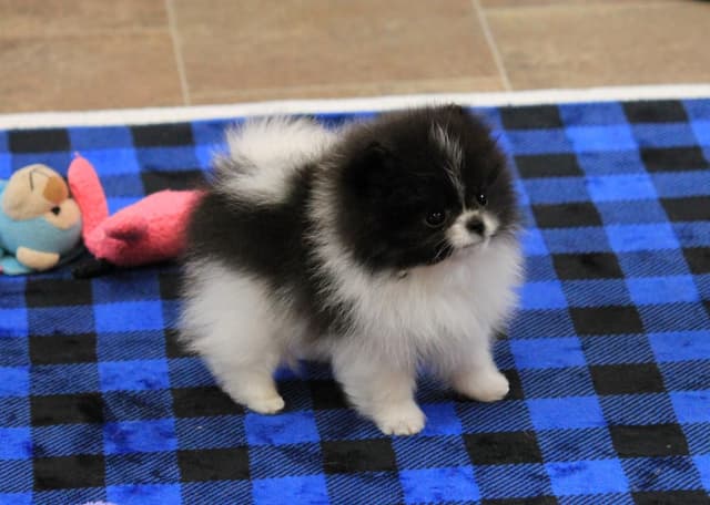 Char's Pomeranians - male, neutered.  Ready to go. media 5