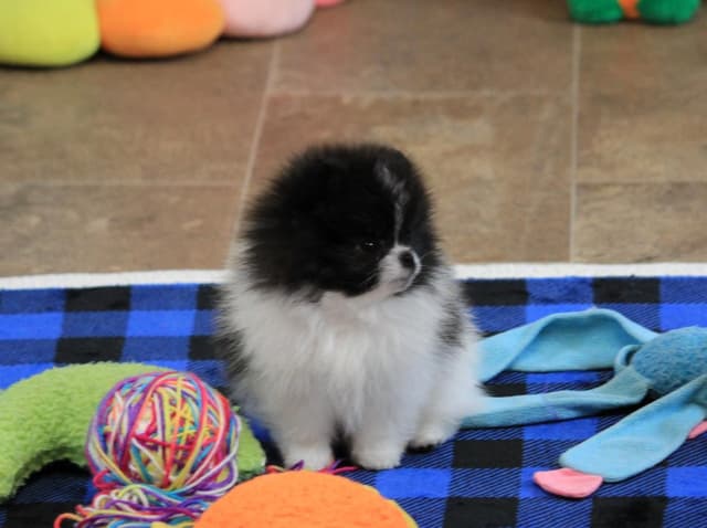 Char's Pomeranians - male, neutered.  Ready to go. media 6