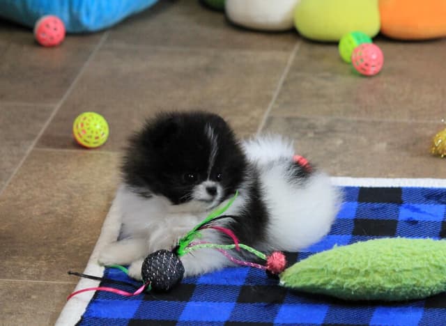 Char's Pomeranians - male, neutered.  Ready to go. media 7