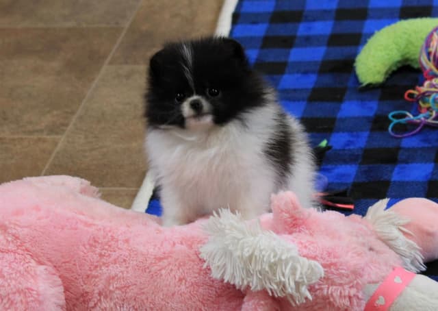 Char's Pomeranians - male, neutered.  Ready to go. media 8