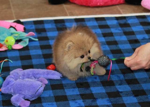 Char's Pomeranians - Neutered male.  Ready to Go!! media 2