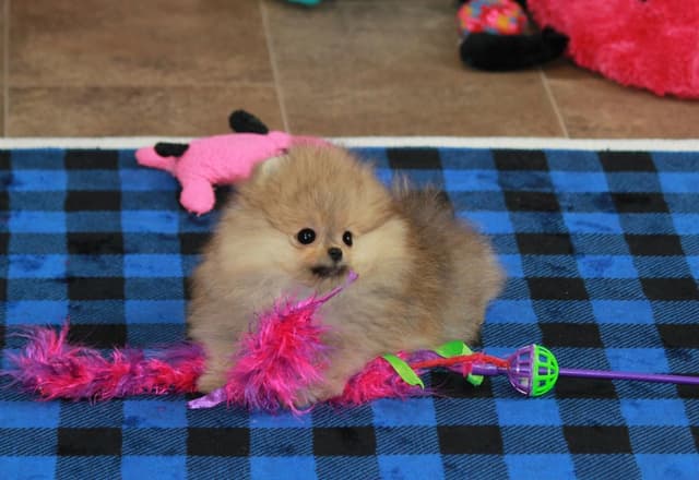 Char's Pomeranians - Neutered male.  Ready to Go!! media 4