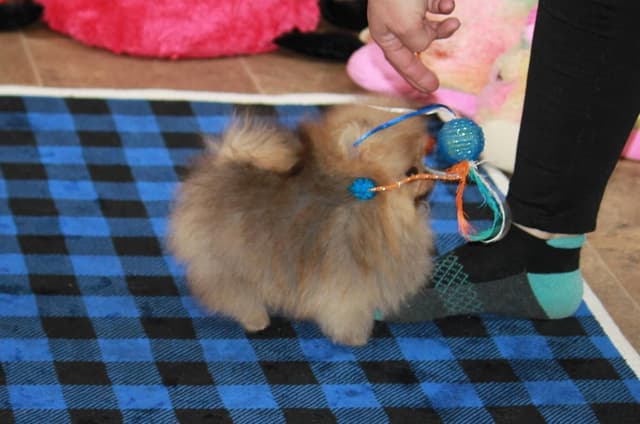 Char's Pomeranians - Neutered male.  Ready to Go!! media 3