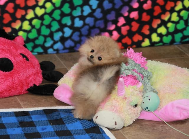 Char's Pomeranians - Neutered male.  Ready to Go!! media 5