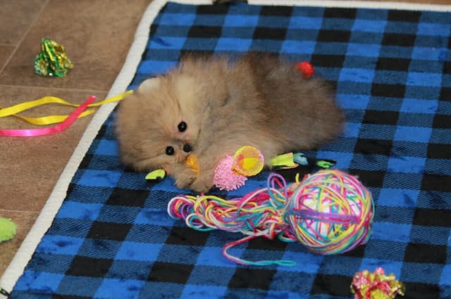 Char's Pomeranians - Neutered male.  Ready to Go!! media 6
