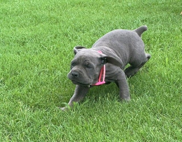 Cane Corso Puppies media 6