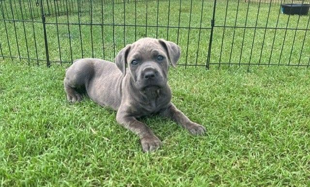 Cane Corso Puppies media 5