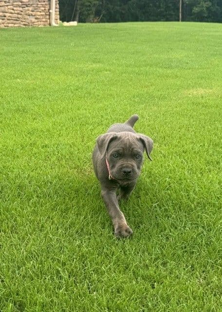 Cane Corso Puppies media 7