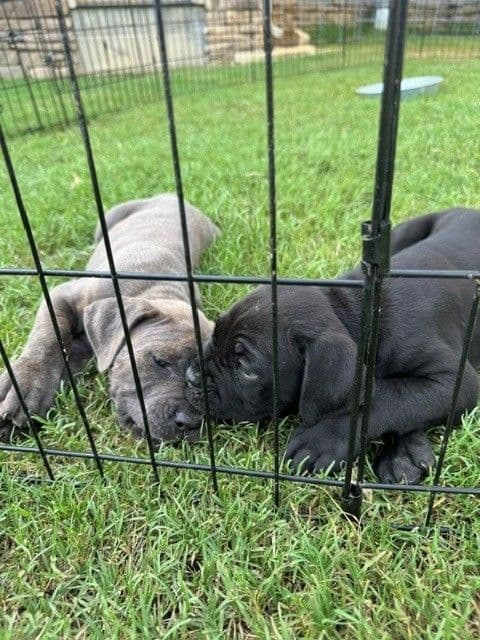 Cane Corso Puppies media 3