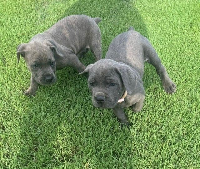 Cane Corso Puppies media 8