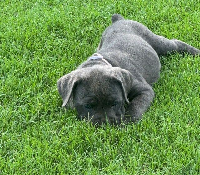 Cane Corso Puppies media 4
