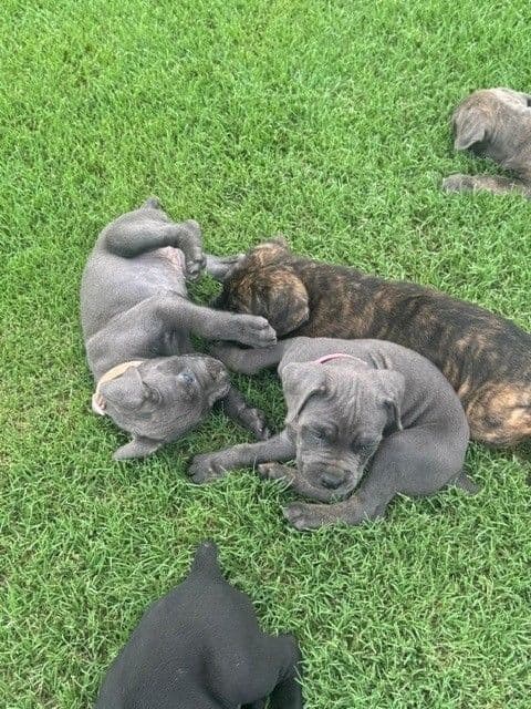 Cane Corso Puppies media 12