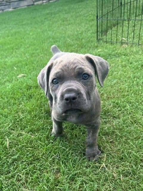 Cane Corso Puppies media 9