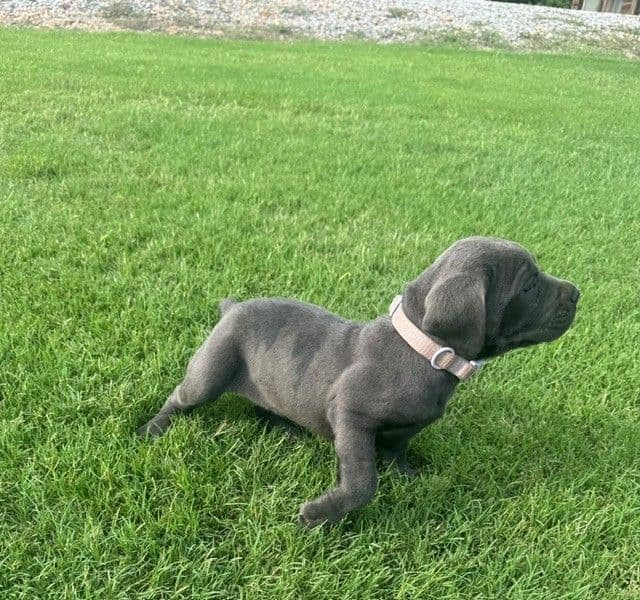 Cane Corso Puppies media 15