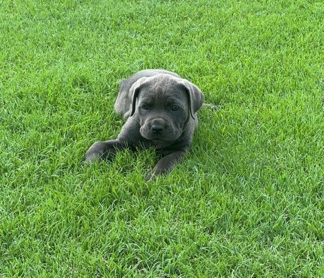 Cane Corso Puppies media 13