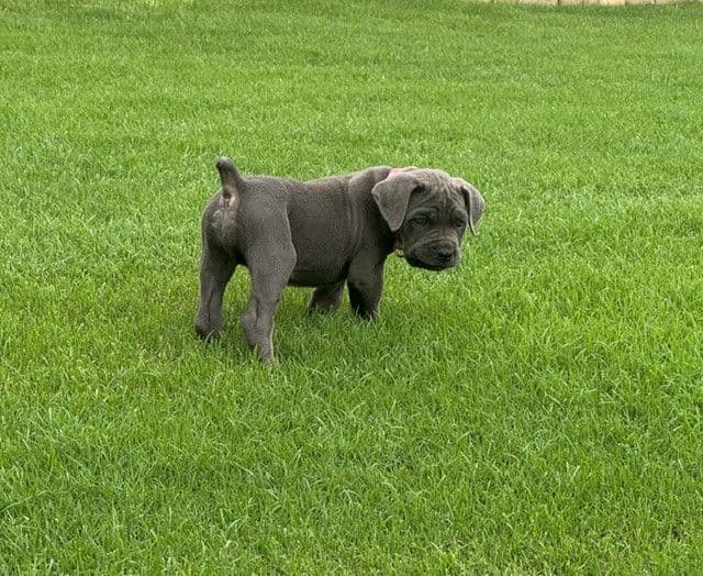 Cane Corso Puppies media 17