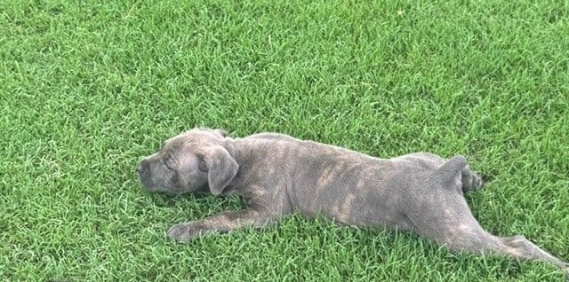 Cane Corso Puppies media 18