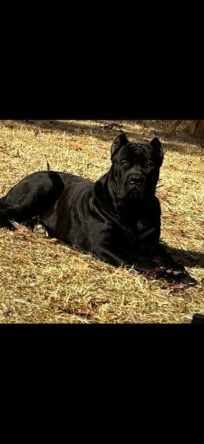Cane Corso Puppies media 22