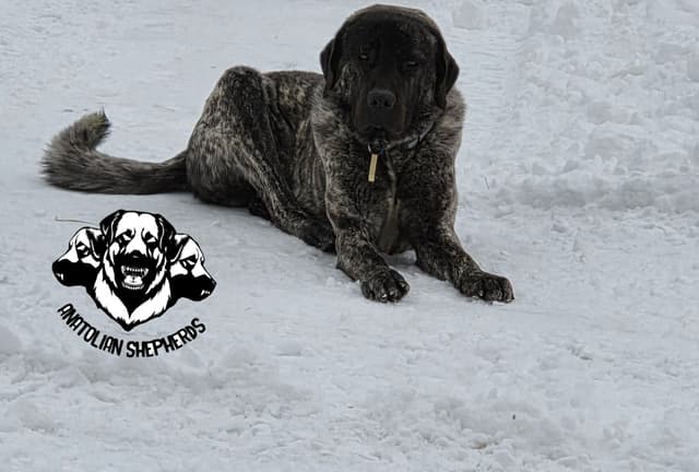 Anatolian Shepherd Dog Puppies media 3