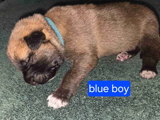 Anatolian Shepherd Dog Puppies media 4