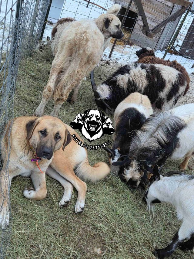 Anatolian Shepherd Dog Puppies media 5