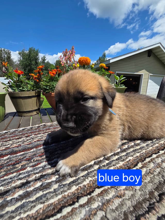 Anatolian Shepherd Dog Puppies media 6