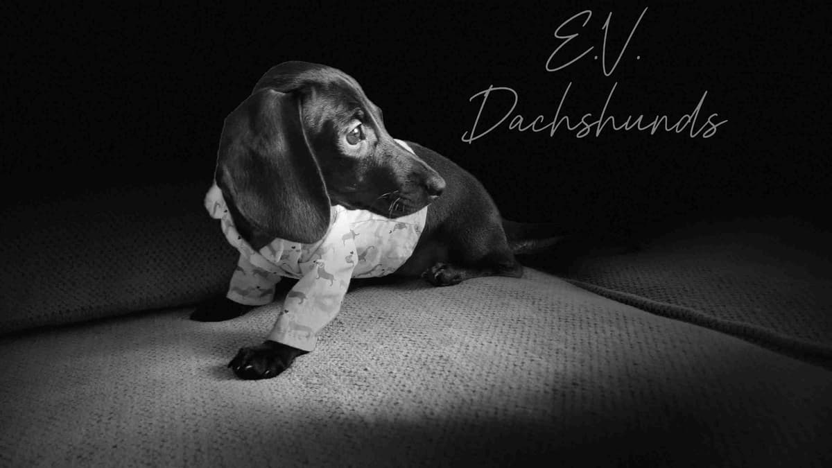 Smooth-Haired Dachshund Puppies breeder image 1