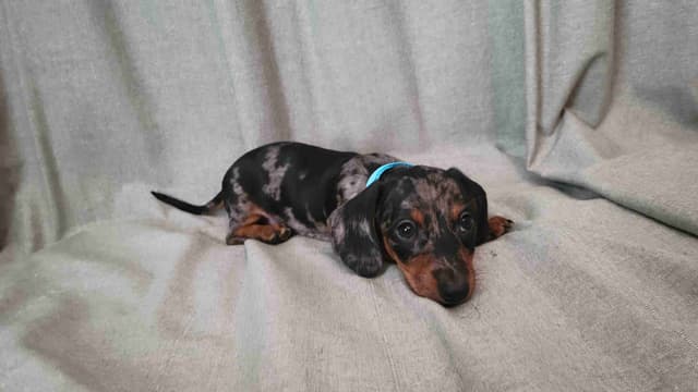 Smooth-Haired Dachshund Puppies media 3