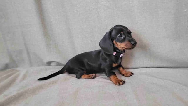 Smooth-Haired Dachshund Puppies media 4