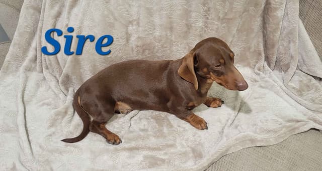 Smooth-Haired Dachshund Puppies media 6