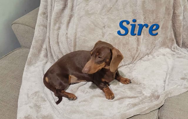 Smooth-Haired Dachshund Puppies media 5