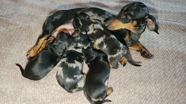 Smooth-Haired Dachshund Puppies media 7