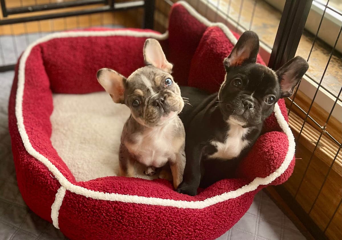 French Bulldog Puppies breeder image 5