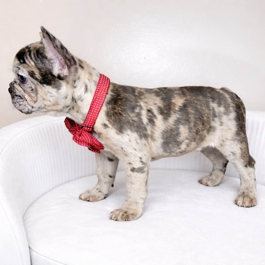 French Bulldog Puppies breeder image 3
