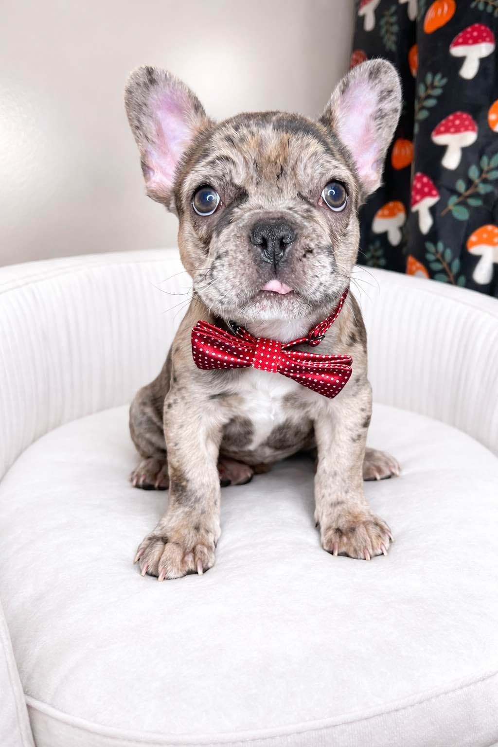 French Bulldog Puppies breeder image 1