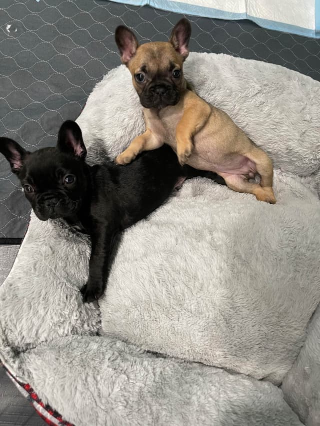 French Bulldog Puppies media 2