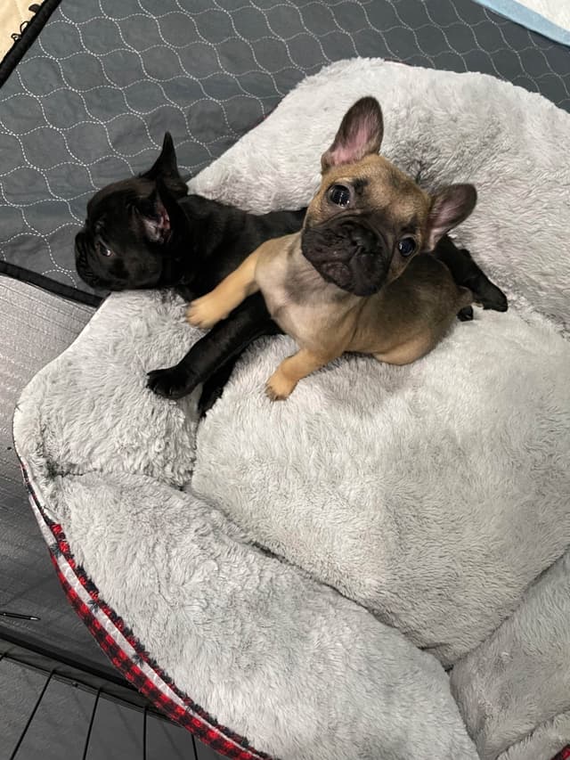French Bulldog Puppies media 3