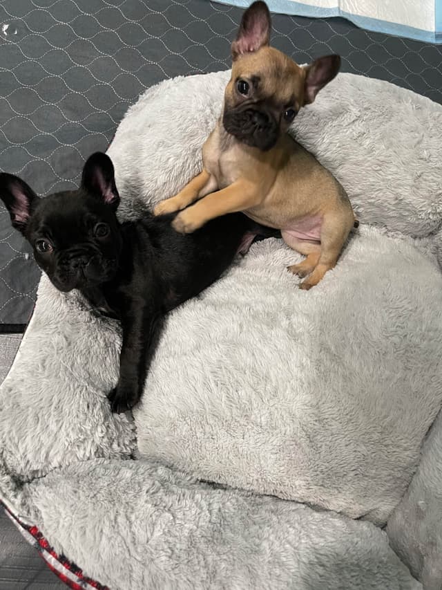 French Bulldog Puppies media 4