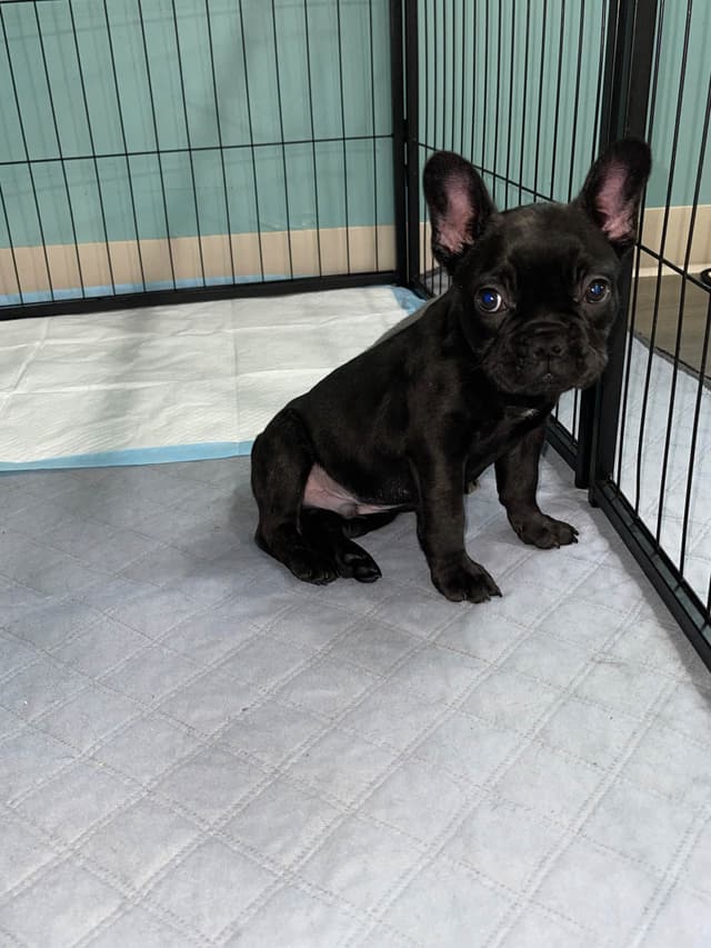 French Bulldog Puppies media 6