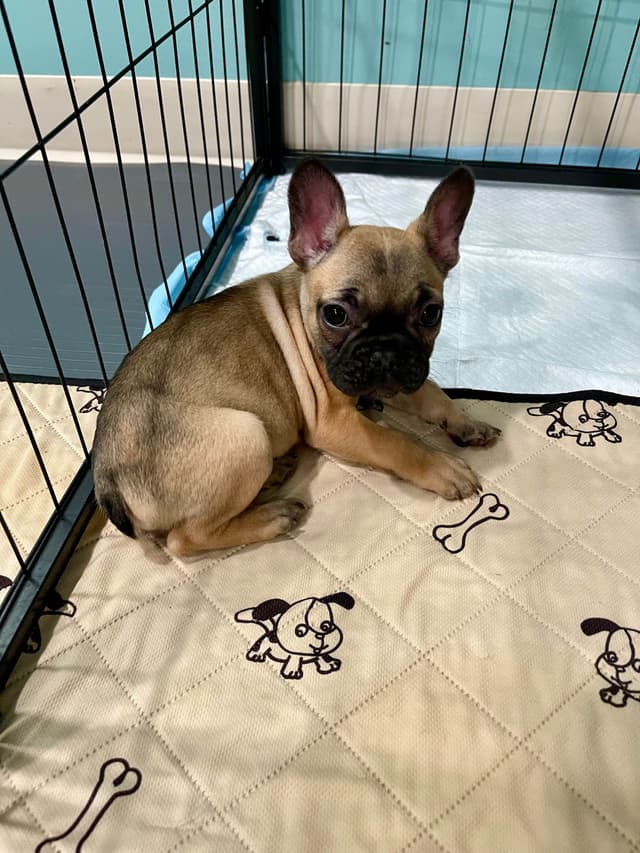 French Bulldog Puppies media 7