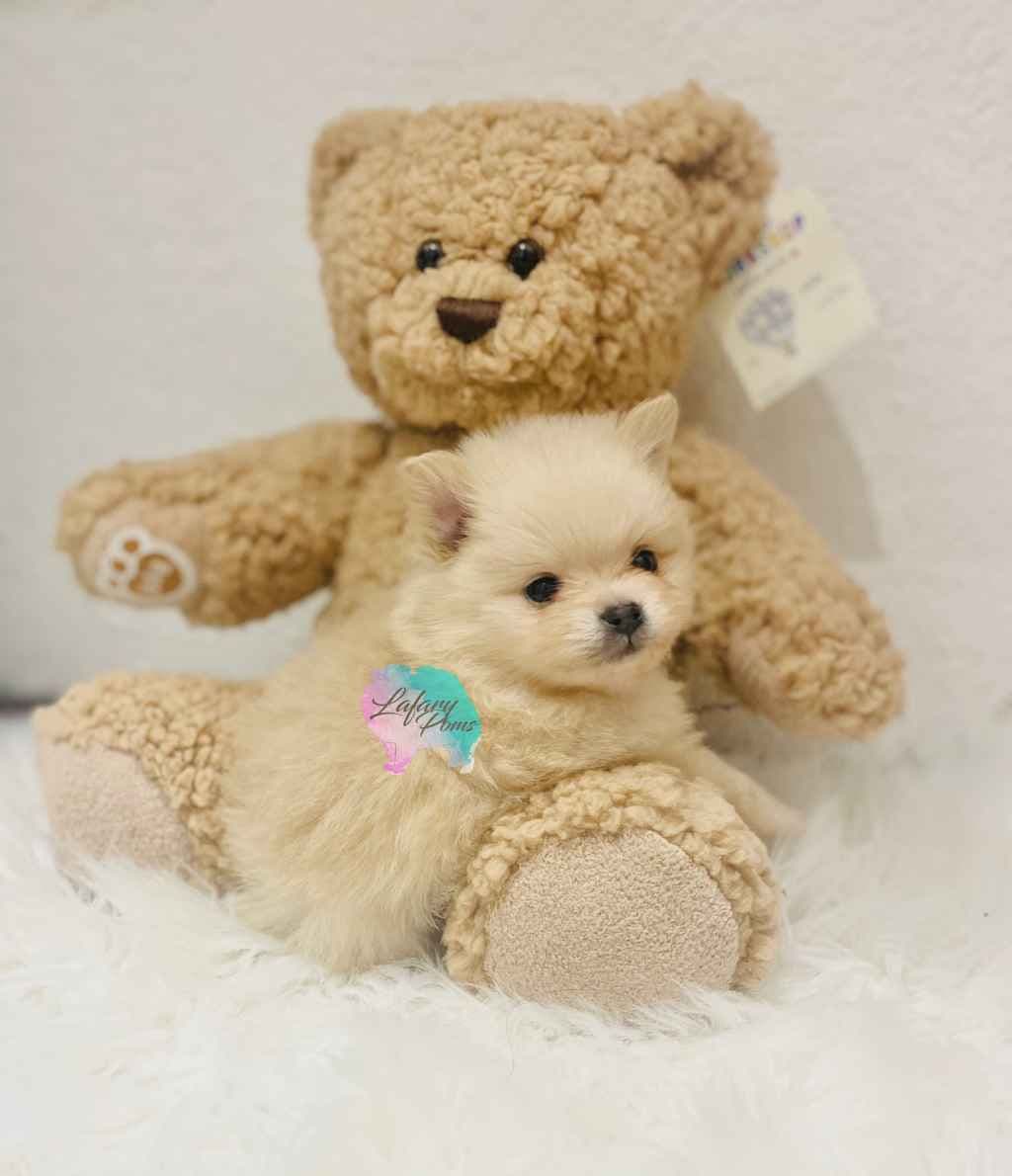 Pomeranian Puppies breeder image 1