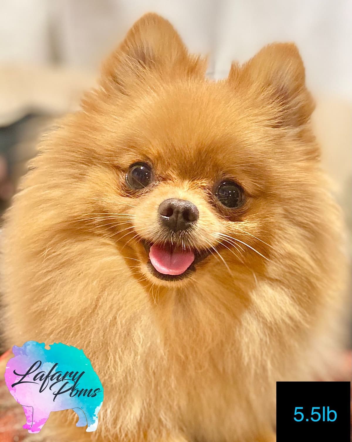 Pomeranian Puppies breeder image 2