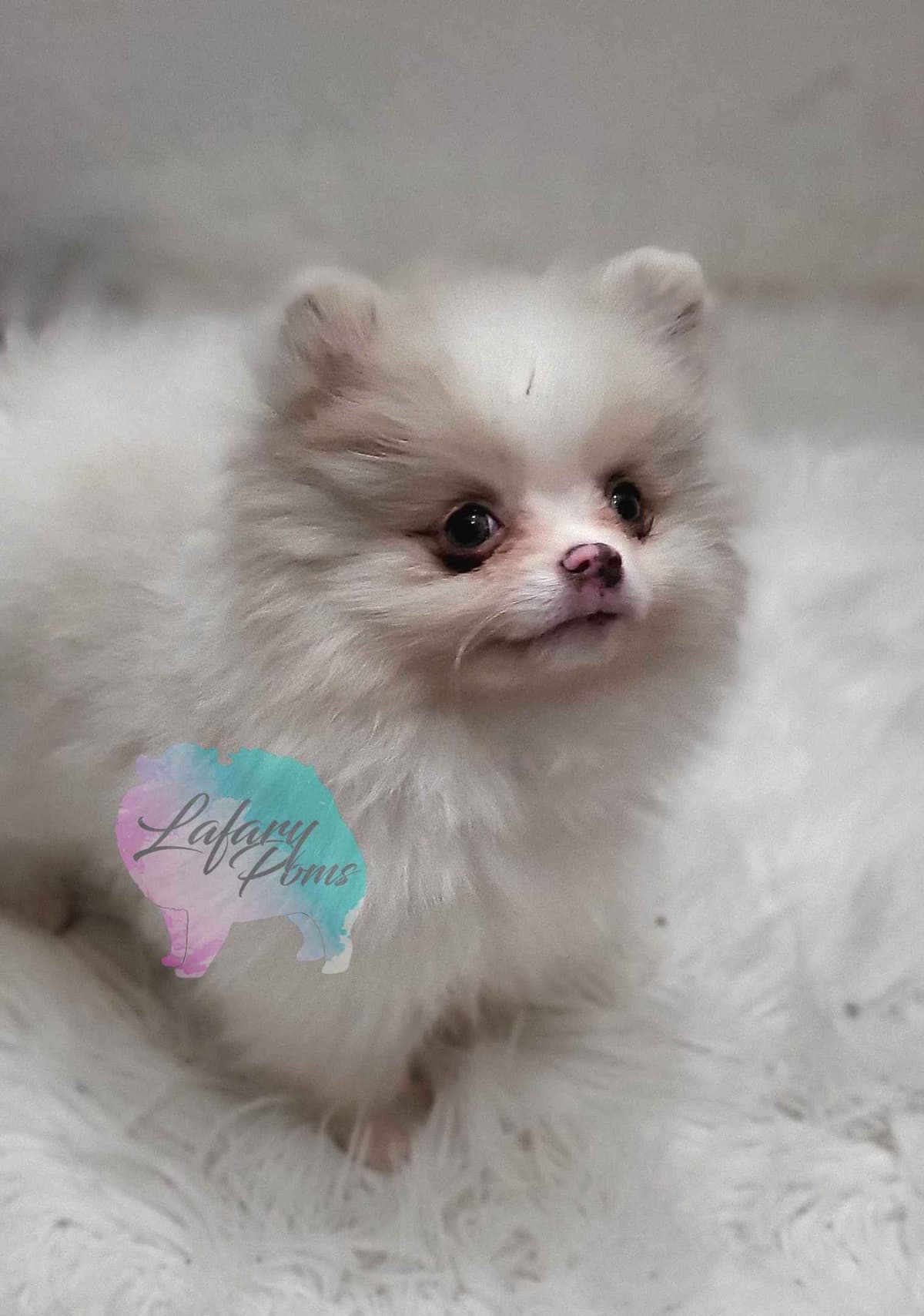 Pomeranian Puppies breeder image 3