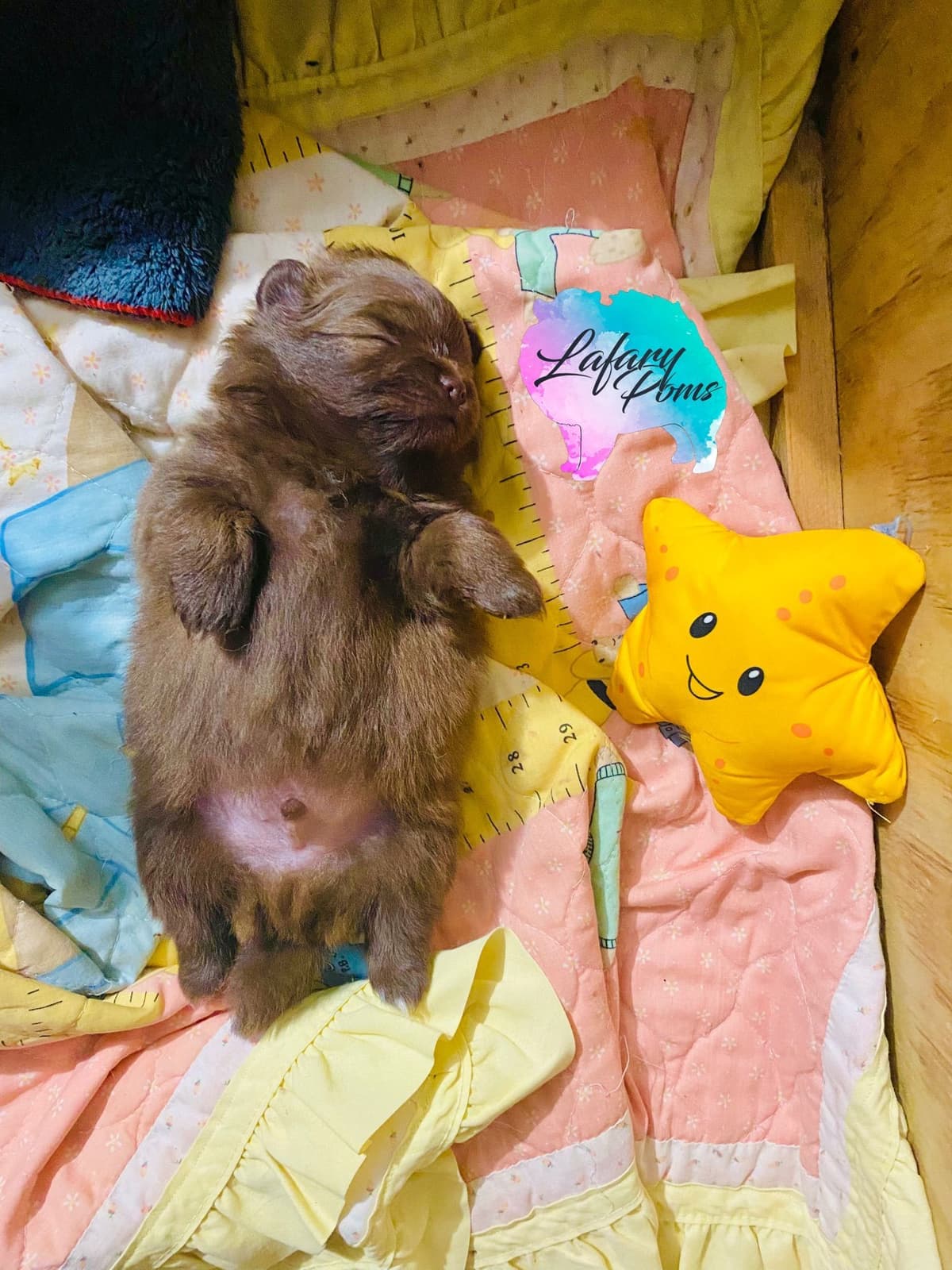 Pomeranian Puppies breeder image 4