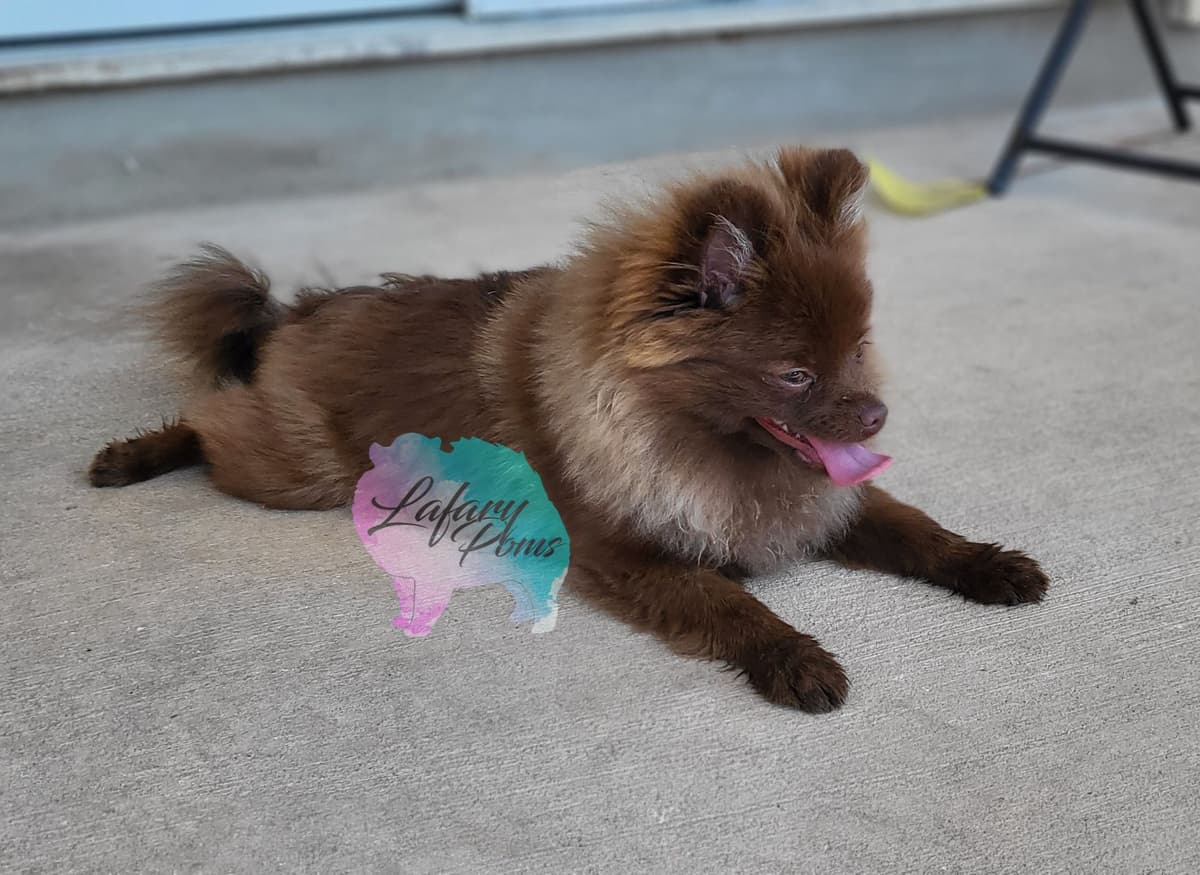 Pomeranian Puppies breeder image 5